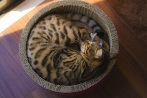 トルコリラとメキシコペソのFXブログ-ほったらかし・眠る